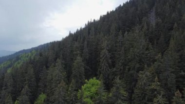 Karpatya Dağları 'nda yamaçta yüksek çayırlıklar, hava manzarası