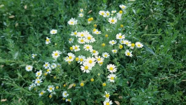 Camomilles Fleurs Sur Prairie Milieu Herbe Noeuds Dans Ciel Couvert — Video