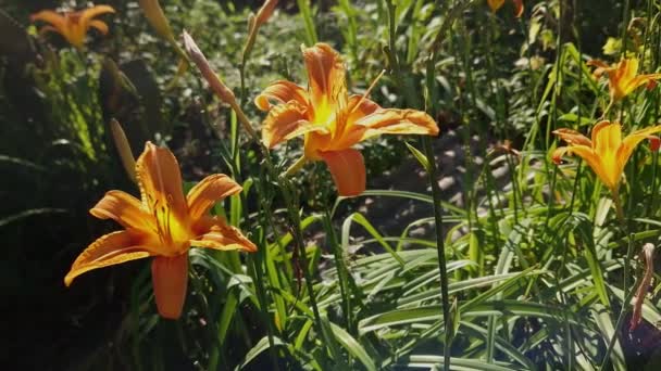 Flores Lirio Color Naranja Día Soleado Retroiluminado — Vídeos de Stock