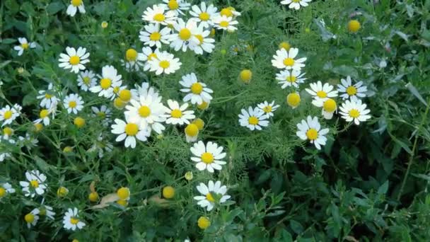 Camomilles Fleurs Sur Prairie Milieu Herbe Noeuds Dans Ciel Couvert — Video