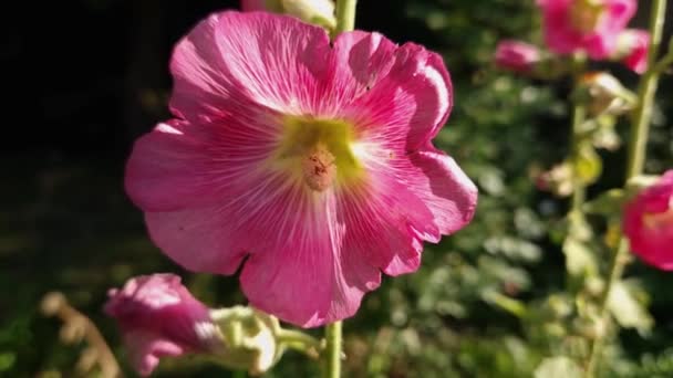 Ροζ Λουλούδι Του Hollyhock Ένα Κοντινό Στέλεχος — Αρχείο Βίντεο
