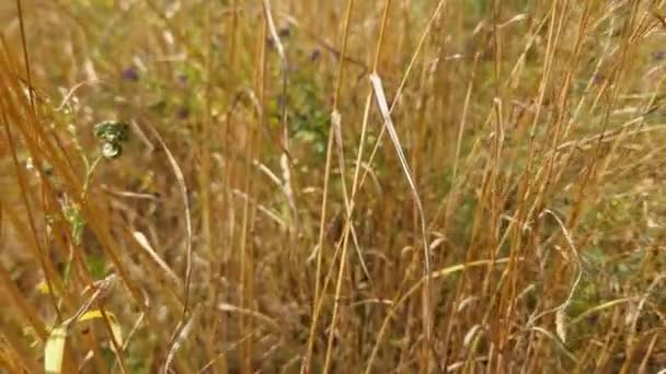 後ろに移動しながら耳で乾燥した野生の栽培草 — ストック動画