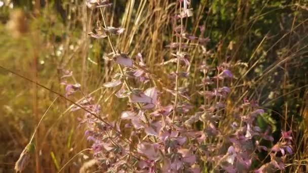 Tallos Salvia Claria Floreciente Entre Hierba Seca Alta Retroiluminada — Vídeo de stock