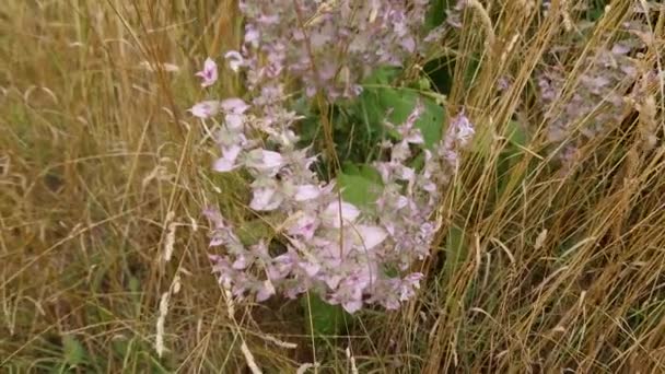 Stems Blooming Clary Sage Tall Dry Grass — Stock Video