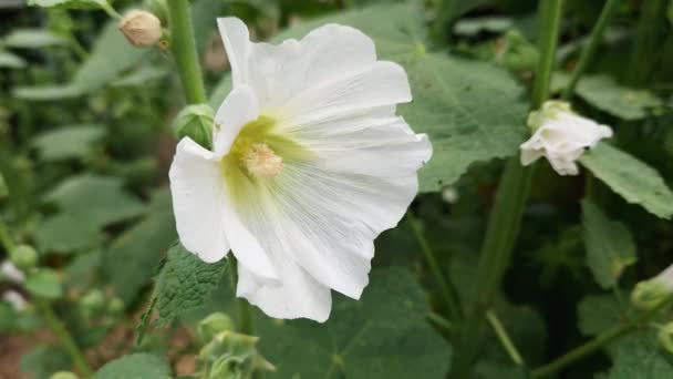 Bílý Květ Hollyhocku Stonku Zblízka — Stock video