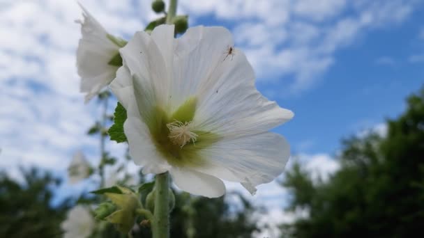 Bílý Květ Hollyhocku Stonku Proti Obloze — Stock video