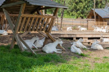 Beyaz keçiler, tahta kürelerin üzerinde ve samanlıkların yanında güneşli bir günde ağılda bir çiftlikte yatıyorlar.
