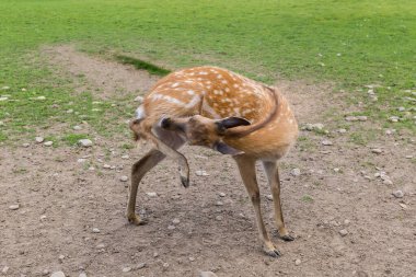 Sika geyiğinin dişisi. Geyik çiftliğindeki benekli geyik olarak da bilinir.