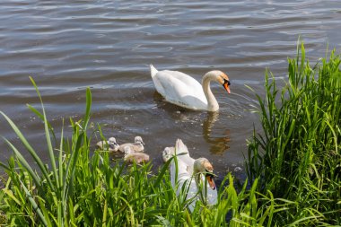Beyaz dilsiz kuğular ve birkaç kuğu, güneşli bir günde göl kıyısında sazlıklarla kaplanarak yüzüyorlar.