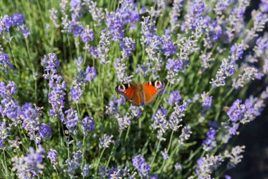 Tavus kuşu kelebeği olarak da bilinen Kelebek Aglais io güneşli bir günde çiçek açan lavanta sapında oturuyor.