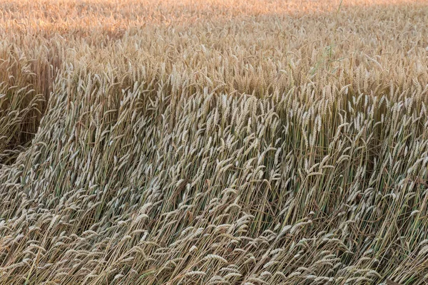 Winter wheat on the field with patch of the lodged wheat on a foreground in the evening light, selective focus