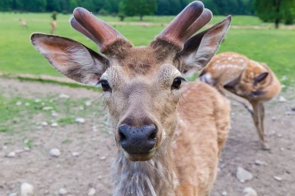 锡卡鹿头 也被称为斑鹿 在鹿角变化季节的鹿角农场在阴沉的春日里 特写特写特写 图库照片