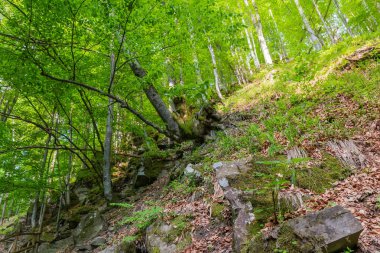 Kayın ormanının bir kısmı güneşli bir bahar sabahı bir dağ yamacında.