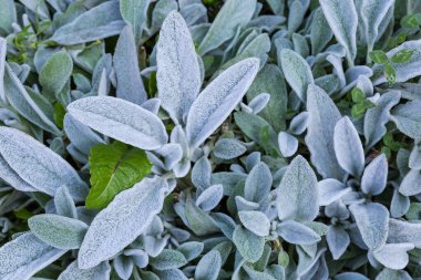 Stachys Bizans 'ın kökleri, aynı zamanda kuzu kulağı olarak da bilinir gümüş-beyaz ipek saçlarla kaplı, yaz sabahında üst manzara