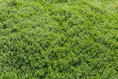 Çayırın bir kısmı çimlerle kaplanmış güneşli bir sabahta çiğ tanesiyle.