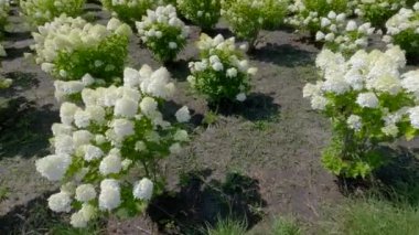 Güneşli bir günde beyaz çiçeklerle işlenmiş hortensi çalıları.