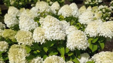 Beyaz çiçekli ekili hortensiya çiçekleri, yakın plan.