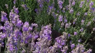 Tavuskuşu kelebeği güneşli bir günde lavanta sapında oturuyor.