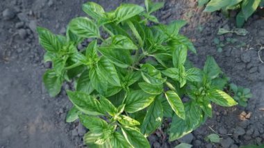 Güneşli bir sabahta yeşil fesleğen çalısı