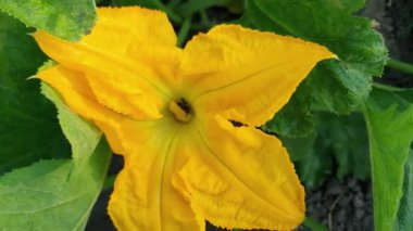 Bir tarlaya yakın bir sebze iliği çiçeği.