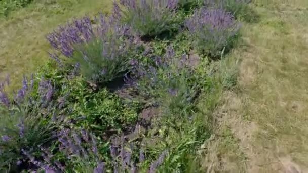 Rows Blooming Lavender Sunny Windy Day Moving Forward — Stock Video