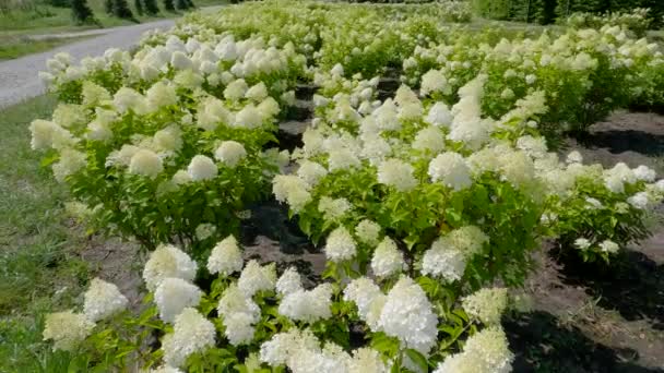 Krzewy Uprawianej Hortensji Białymi Kwiatami Słoneczny Dzień — Wideo stockowe