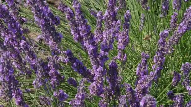 Stjälkar Blommande Lavendel Solig Blåsig Dag Närbild — Stockvideo