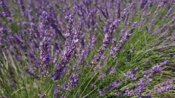 Bentuk Lavender Mekar Hari Berangin Cerah Close — Stok Video