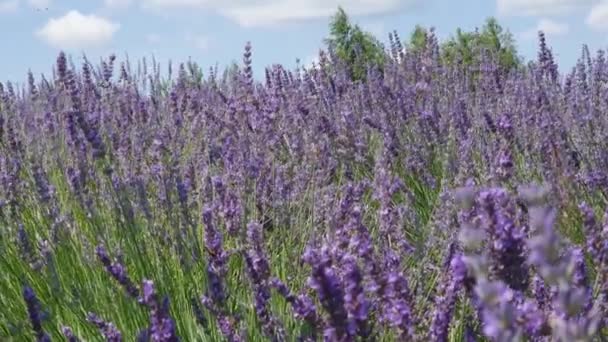 Stems Blooming Lavender Sunny Windy Day Close — Stock Video