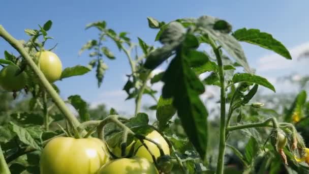 Bush Kukkivat Tomaatti Raakoja Hedelmiä Pellolla — kuvapankkivideo