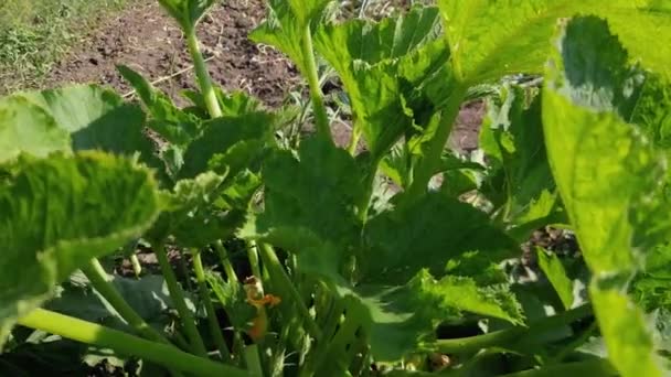Bush Vegetable Marrow Field Sunny Weather — Stock Video