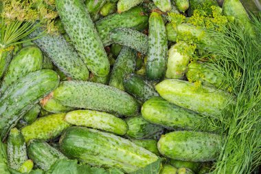 Taze toplanmış yeşil salatalıklar farklı boyutlarda ve büyük mutfak kasesinde biraz yeşillik.