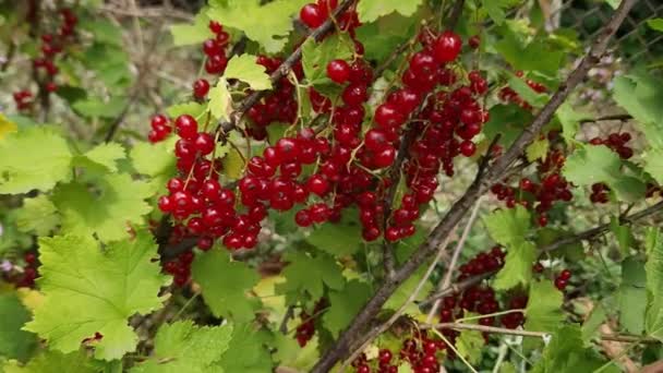 Ripe Berries Red Currant Branches Close — Stock Video