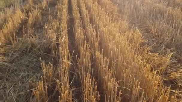 Zemědělské Pole Pokryté Strništěm Sklizni Pšenice Podsvícené — Stock video