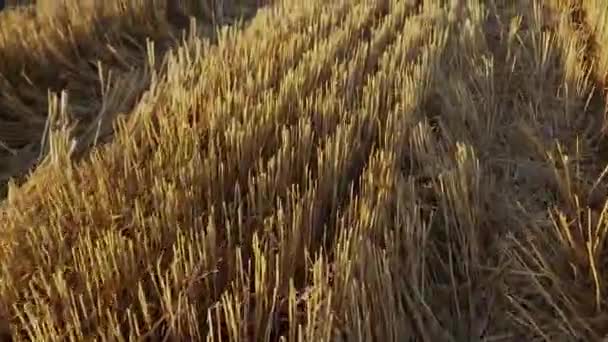 Поле Покрытое Щетиной После Уборки Пшеницы Солнечный Вечер — стоковое видео