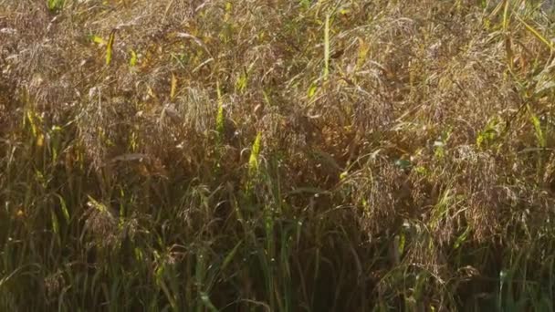 Sudan Rumput Dengan Biji Matang Lapangan Pagi Hari Cerah — Stok Video