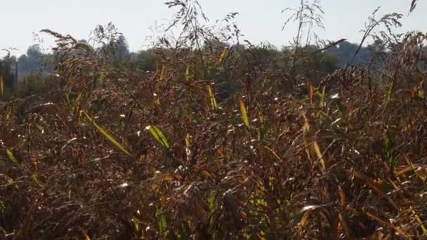 阳光普照的早晨 田里长满成熟种子的苏丹草 — 图库视频影像