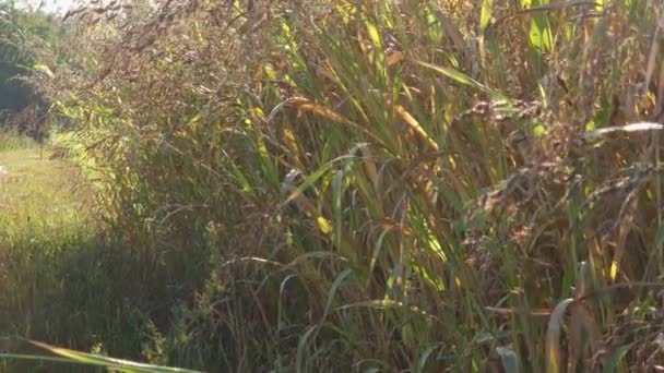 Sudan Grass Ripening Seeds Field Sunny Morning — Stock Video