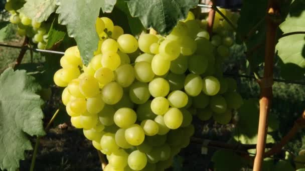 Witte Druiventrossen Wijngaard Zonnige Dag — Stockvideo
