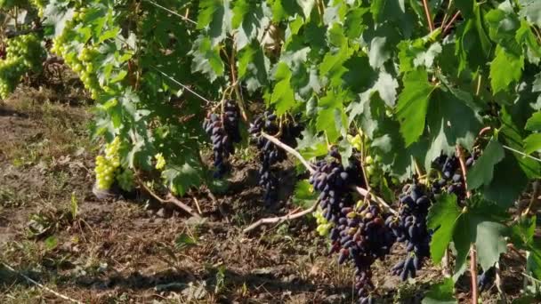 Winorośl Grona Różnych Winogron Winnicy Słoneczny Dzień — Wideo stockowe