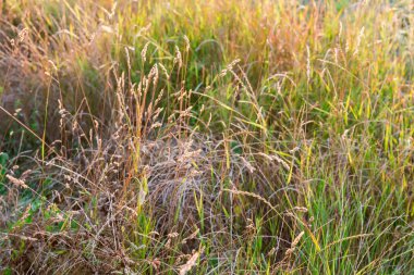 Yüksek kuru saplı yabani otlar bulanık arka planda bulanık saplar seçici odak noktasında arka planda yakın plan ışıklandırması