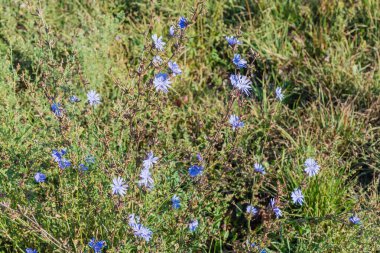 Yabani hindiba çalısı, aynı zamanda mavi papatya olarak da bilinir, sabah ışığında çayırda çiçeklerle birlikte.