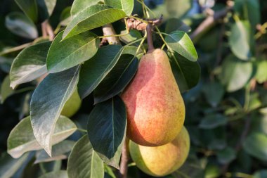 Kırmızı armutlar armut dalında yetişir. Akşam ışığında bir meyve bahçesinde.
