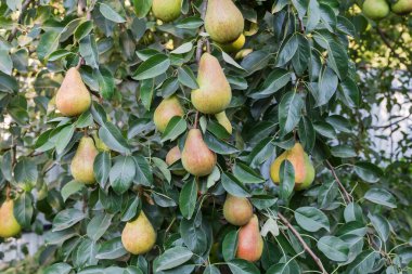 Olgun yeşil ve kırmızı armut yoğun bir şekilde meyve bahçesindeki armut dallarında yetişir.