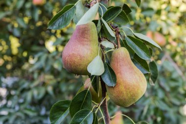 Olgun yeşil, armut dalından sarkan kırmızı armutlarla güneşli bir akşamda bir meyve bahçesinde.
