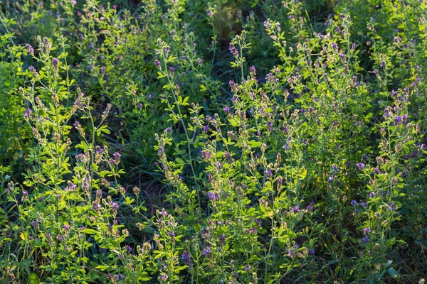 Blühende Luzerne Auf Einem Feld Das Gegenlicht Der Untergehenden Sonne — Stockfoto