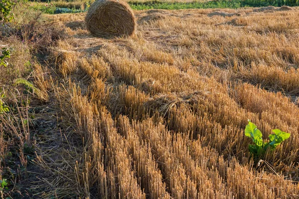 Άκρη Ενός Αγρού Σιταριού Μετά Συγκομιδή Καλύπτεται Καλαμάκι Στρογγυλό Άχυρο — Φωτογραφία Αρχείου