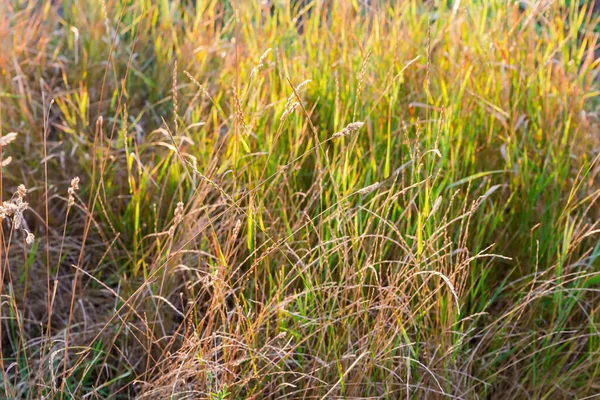 Wild Growing Grass Ears High Dry Stems Blurred Background Backlit — Stock Photo, Image