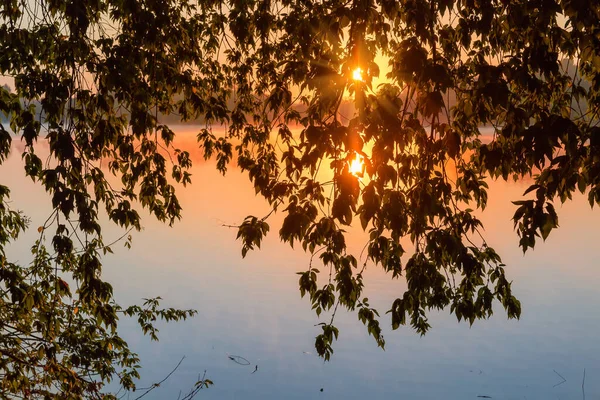 연못과 광선의 걸려있는 단풍나무 가지가 일출시 가지를 만듭니다 — 스톡 사진