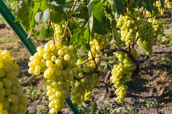 Bunches White Grape Vine Vineyard Sunny Morning — Stock Photo, Image